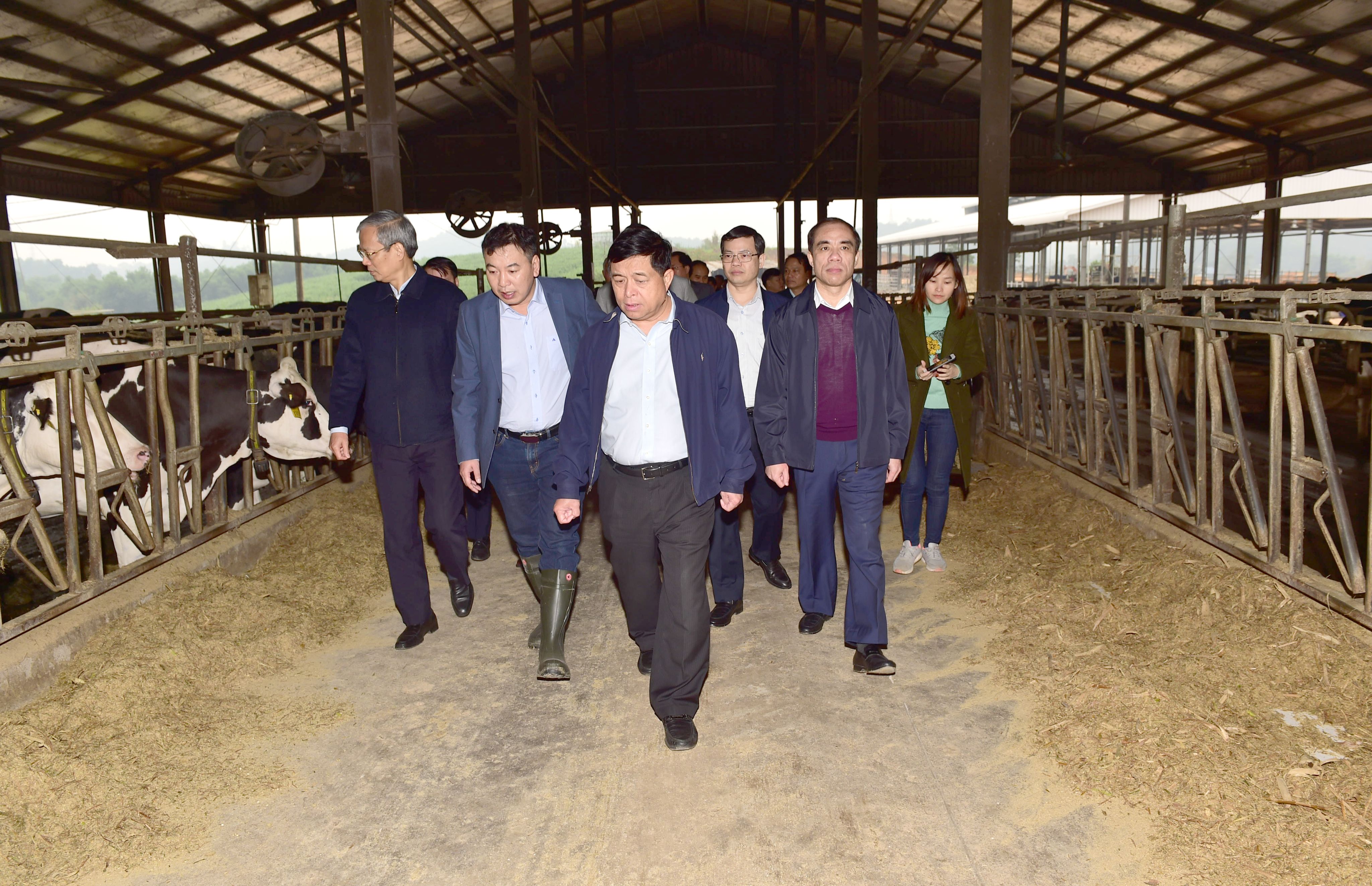 Bộ trưởng Bộ Kế hoạch và Đầu tư Nguyễn Chí Dũng và lãnh đạo tỉnh thăm trang trại bò sữa của Công ty cổ phần Hồ Toản.