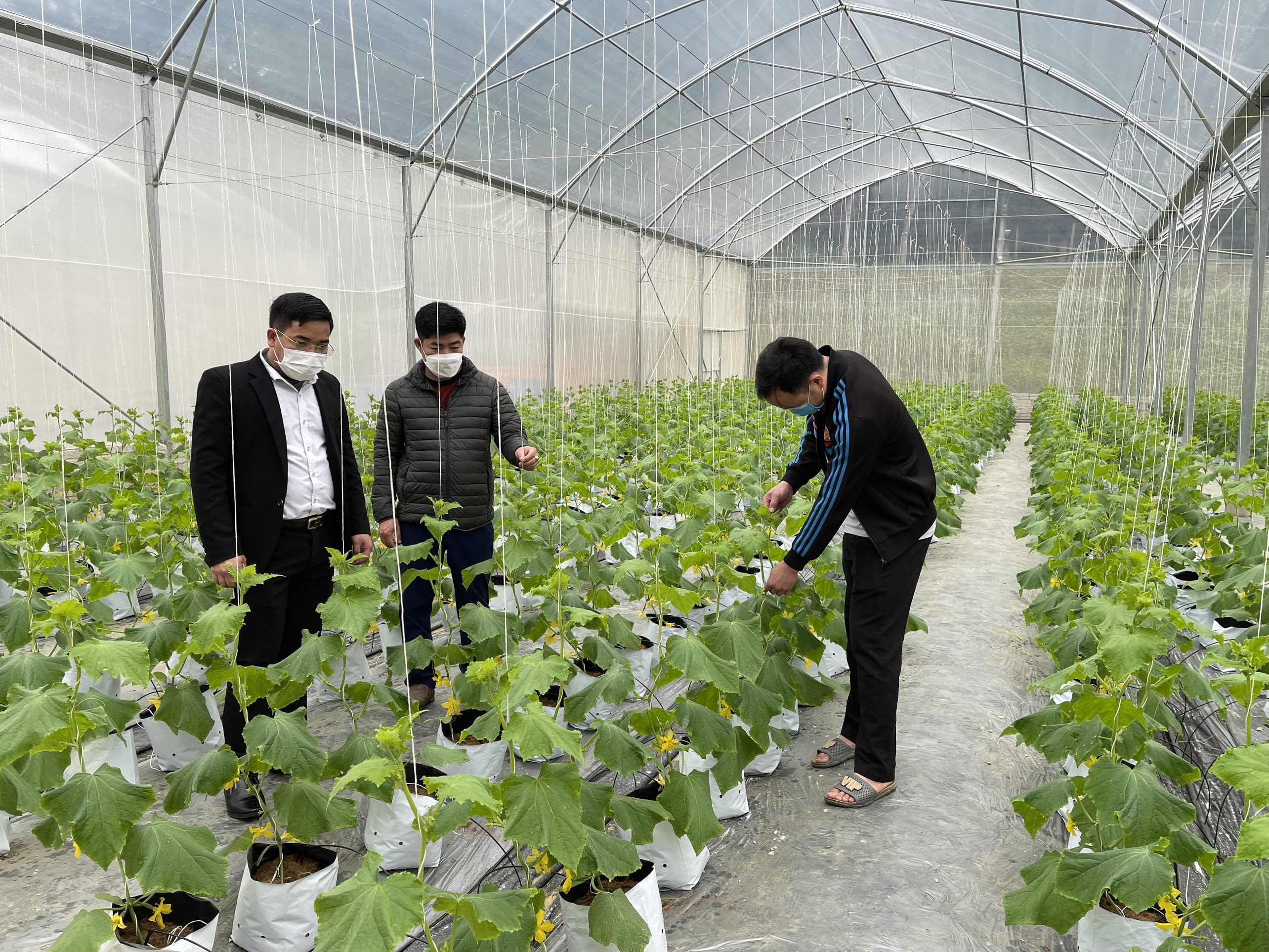 Mô hình trồng dưa trong nhà màng của HTX Nông lâm nghiệp Kim Bình (Chiêm Hoá).