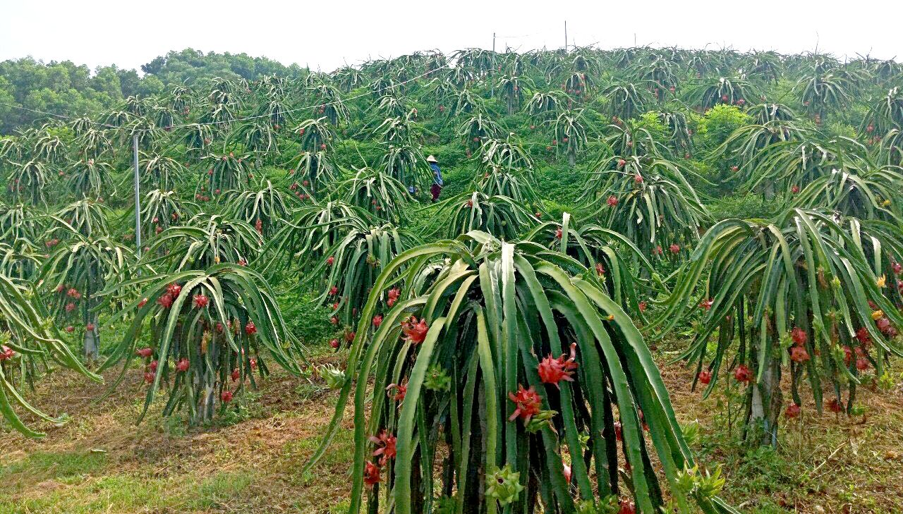 Thanh long được trồng bạt ngàn ở xã Yên Phú (Hàm Yên).