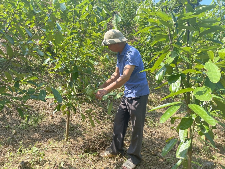 Ông Phùng Kim Bình, Tổ trưởng tổ 2, phường Xuất Hóa, thành phố Bắc Kạn là người có uy tín, gương mẫu trong phát triển kinh tế, xóa đói giảm nghèo.